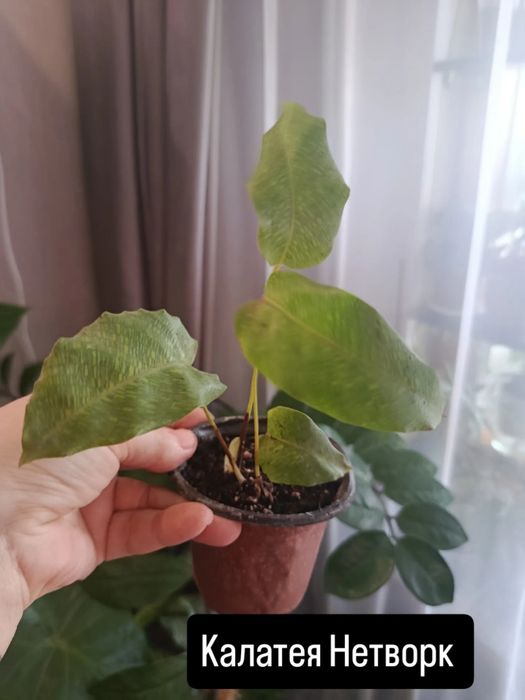 Продам комнатные цветы