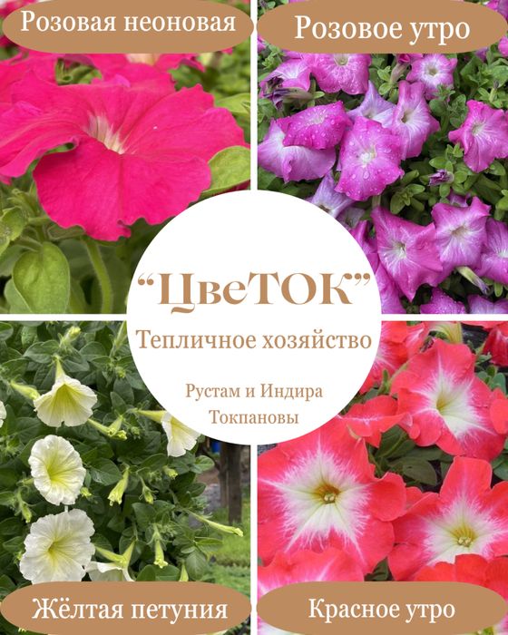 Петуния рассада цветы