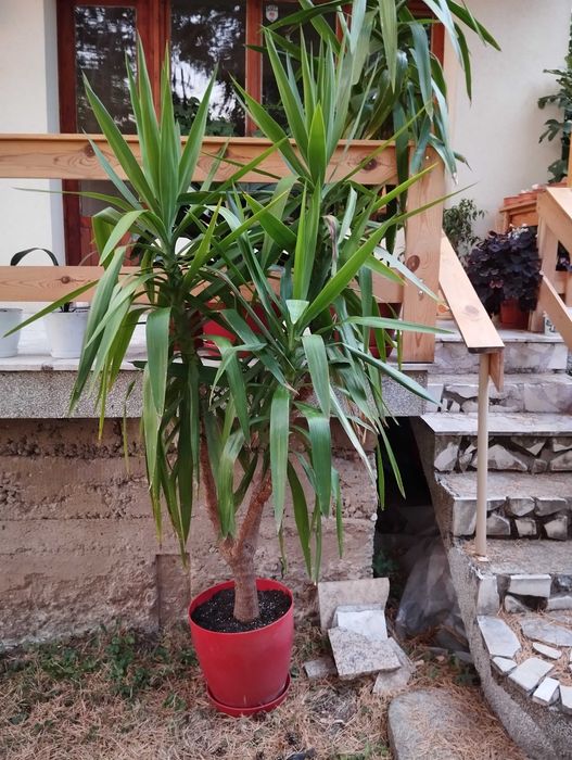 Продавам Юка с 3 разклонения