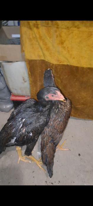 Дакан, бойцовский. Шамо