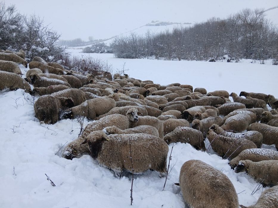 Disponibile 50 de oi !