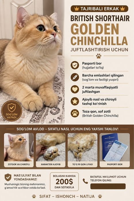 British Shorthair Golden Chinchilla