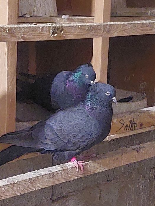 Құстар сатылады.