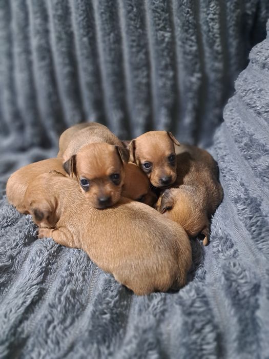 Продам карликовых пинчеров