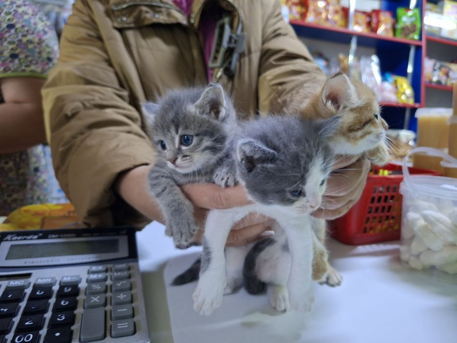 Котята бесплатно