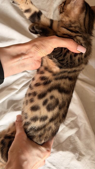 бенгальскй котенок