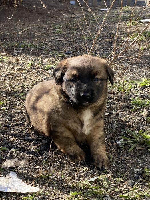 Отдам щенков в добрые руки!