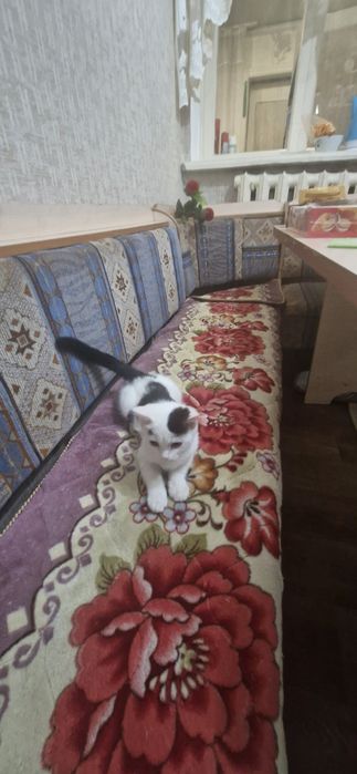 Домашние животные