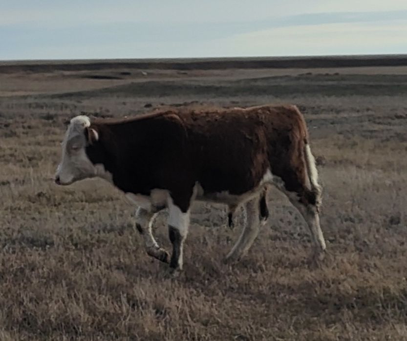 Продам бычка Февральски