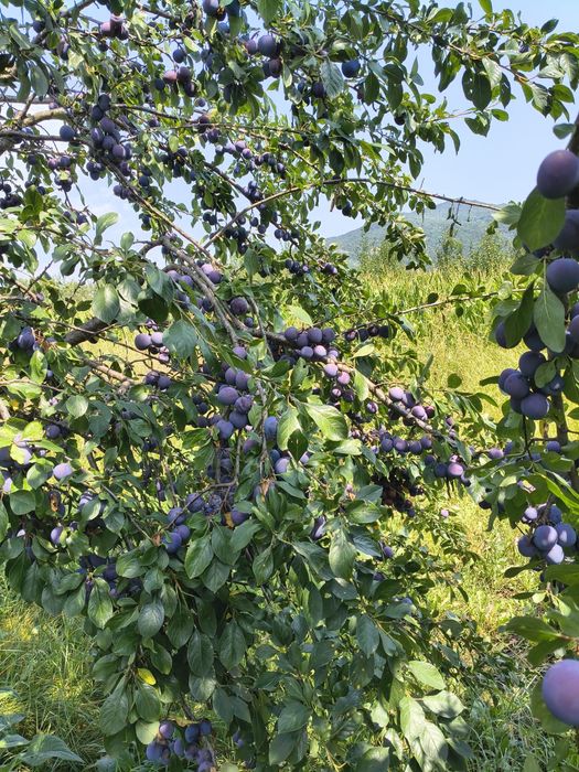 Prune coapte pentru Tuica