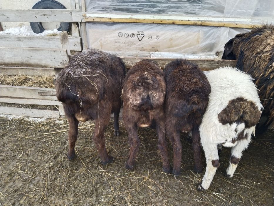 Кошкарлар сатылады