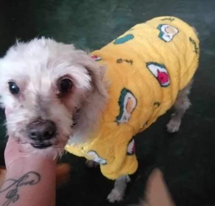 Топла дрешка за куче