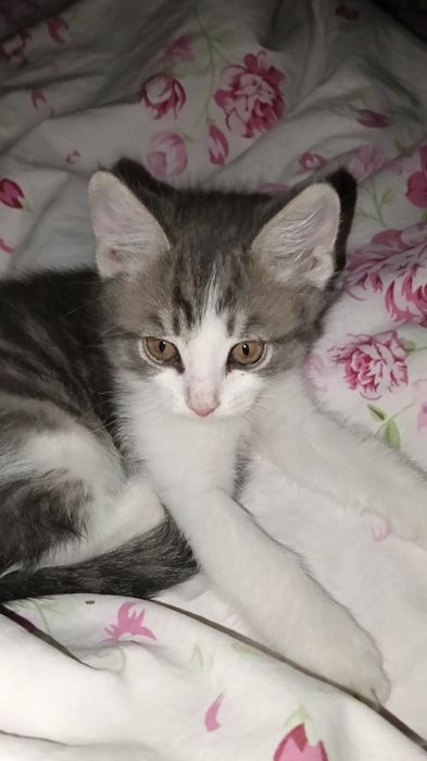 Отдам котёнка возраст 2 месяца