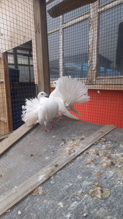 Голуби пара павлинов