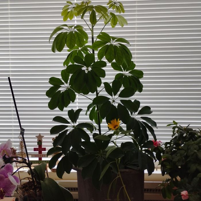 Продавам два броя Шефлера