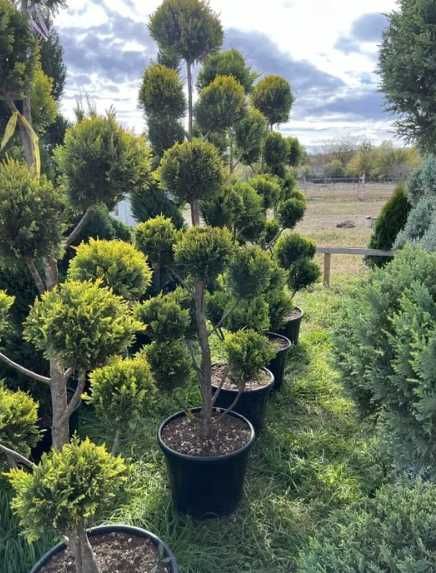 Vand Plante cu Forme, Spirale , PonPon , Etajate. Calitate extra cu transport gratuit si Plata la livrare