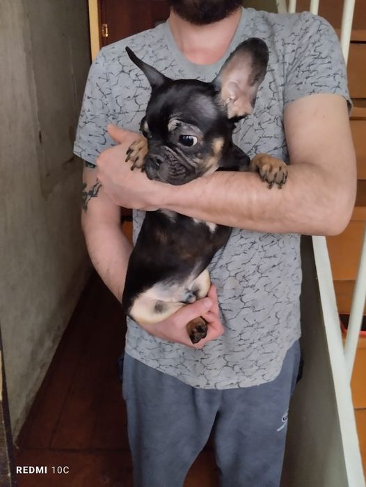 Щенки французского бульдога