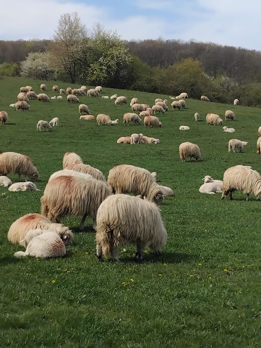 Vând 10 oi cu miei