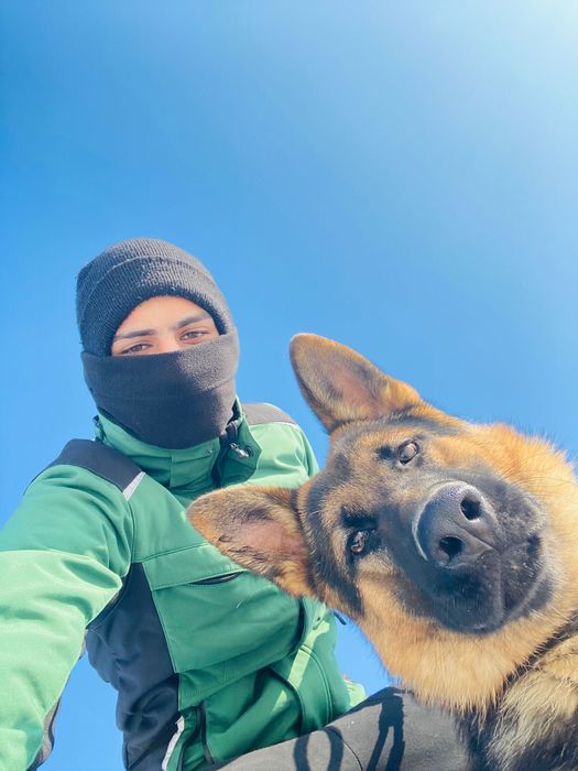 немска овчарка игрив и умен подходящ за охрана и за домашн любимец