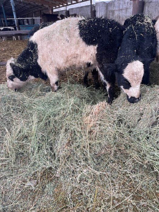 Продам бычков , 10-12месечные  16 голов