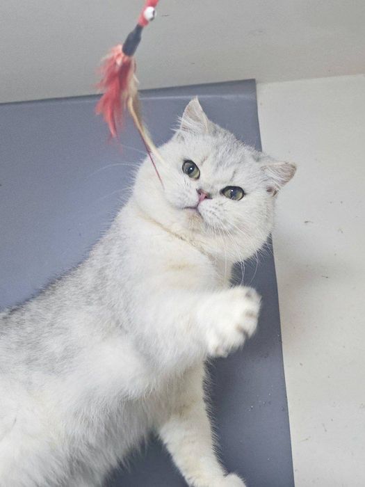 Viyaskaga Biritaniskiy Serebristiy shinshila