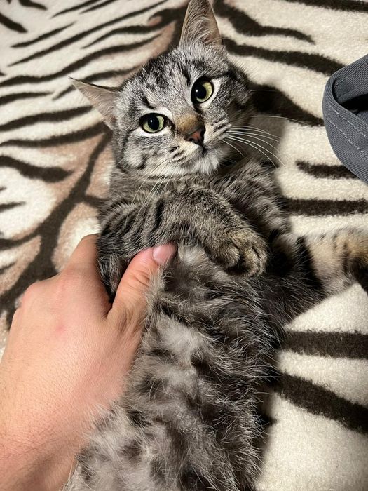 Donez  pisicuța dragalasa