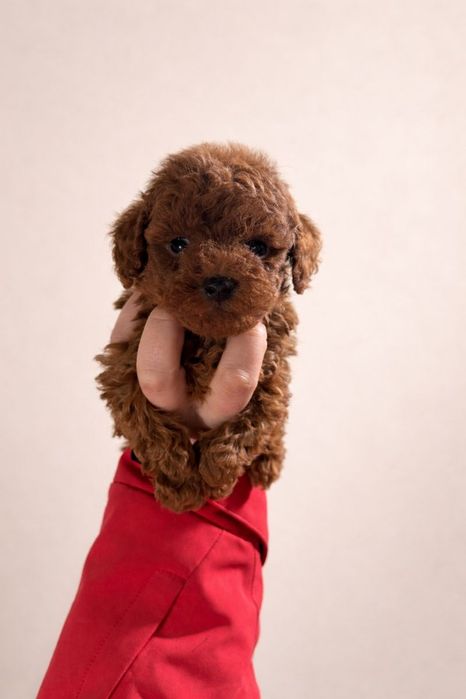 Пудел Teacup момиче