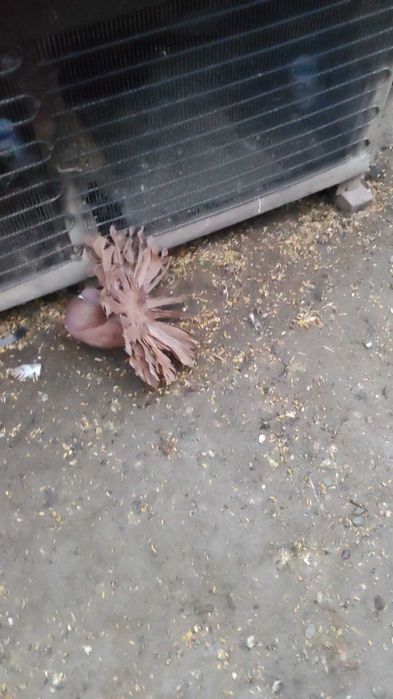Porumbei voltati bulgaresti