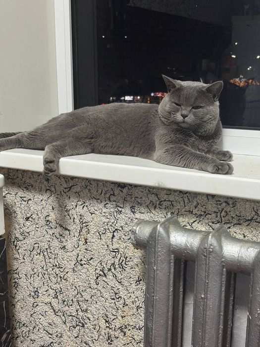 Вязка Британский кот