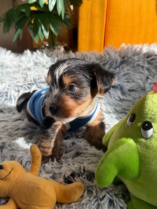 Йоркширски териер