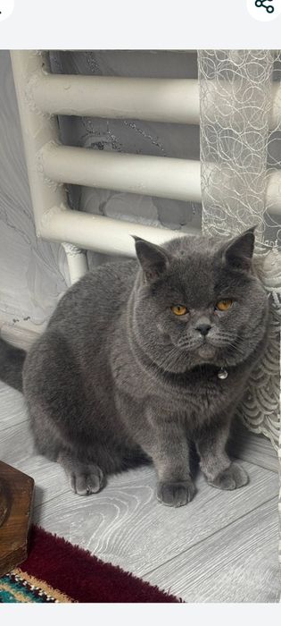 Britanskiy  strayt erkak