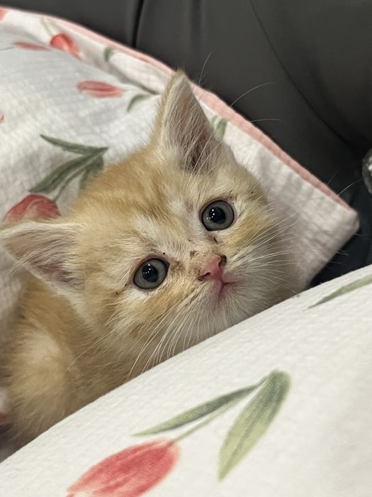 Котята британские