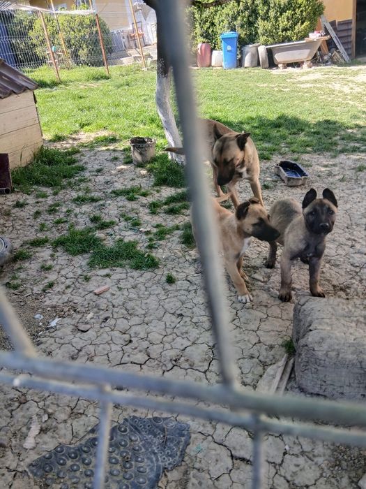 Donez Ciobanesc belgian malinois