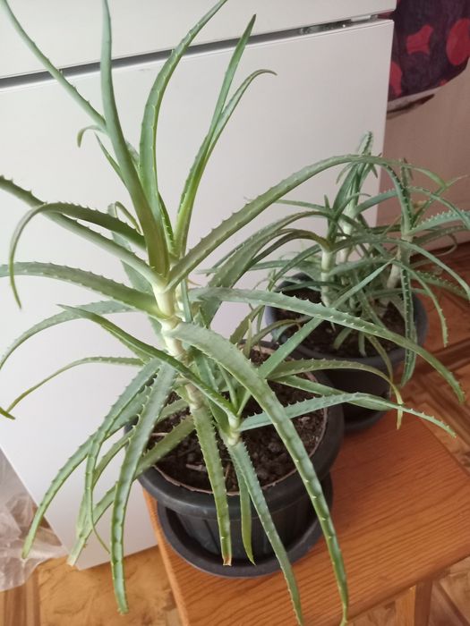 Продам комнатные цветы