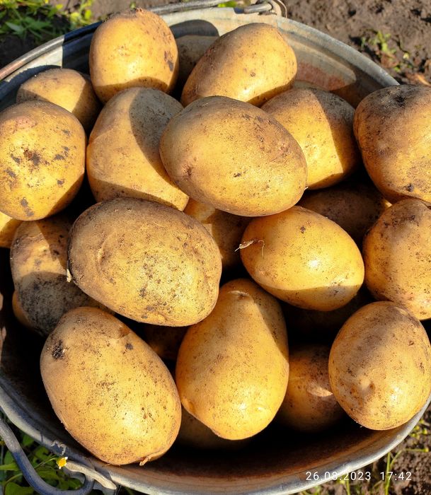 Картофель домашний картошка