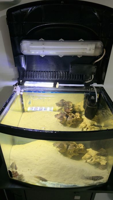 Vand acvariu complet ciclide