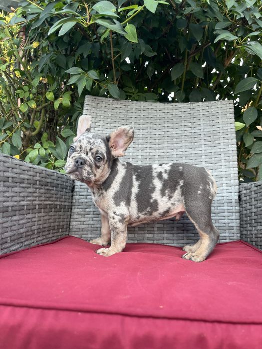 Bulldog francez merle
