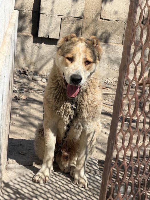 10 айлық Алабай ит сатылады