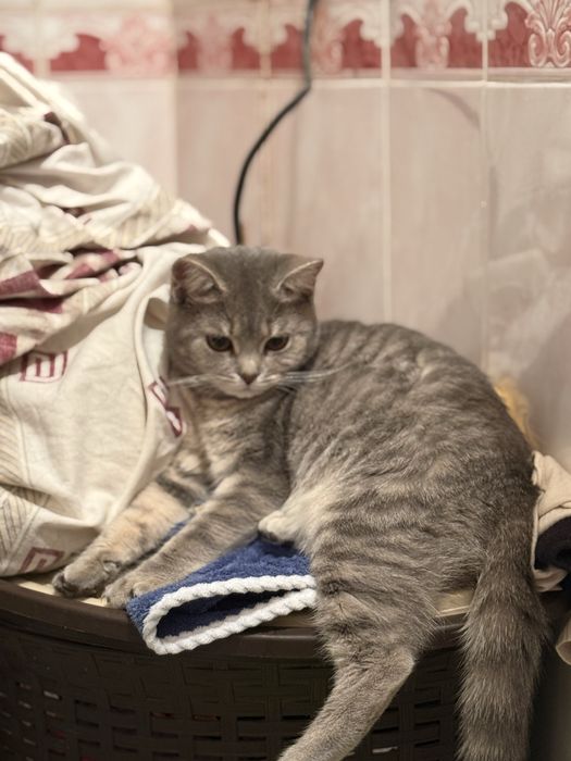 Котёнок  девочка