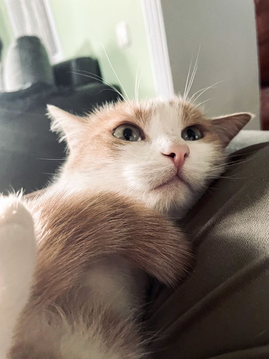 Отдам кошку в добрые руки