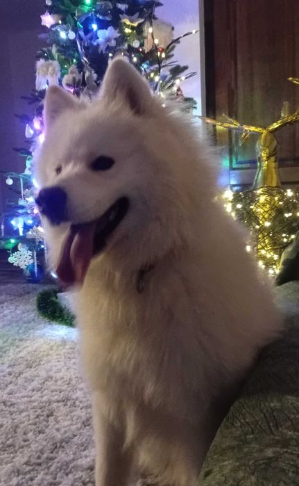 Mascul Samoyed Campion de România