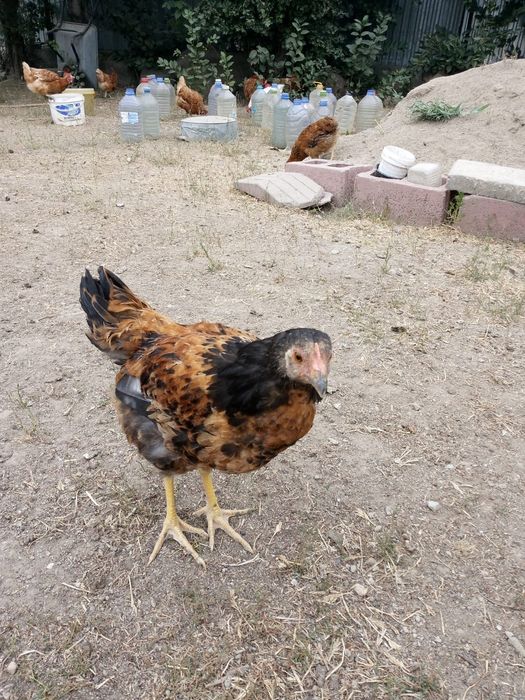 Петух 8 айлық,инкубатор емес