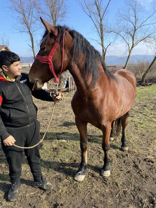 Vand sau schimb cu viței