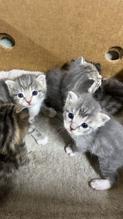 Вислоухие котята