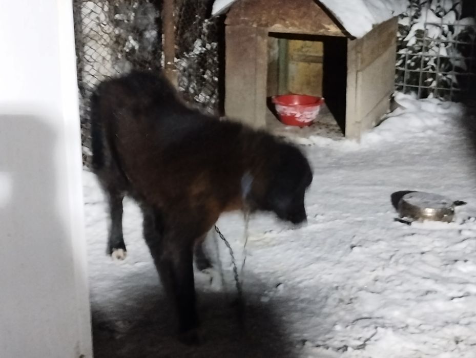 Ciobanesc Romanesc Corb