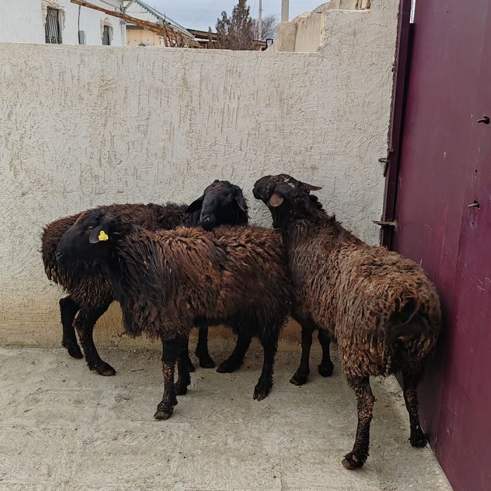 қой қошқар сатылады