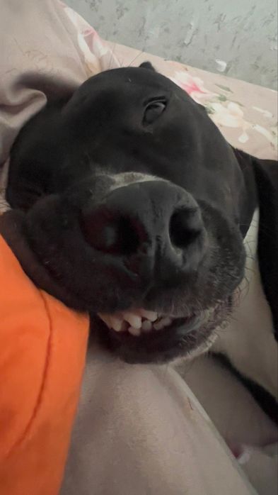 Американский питбуль-терьер