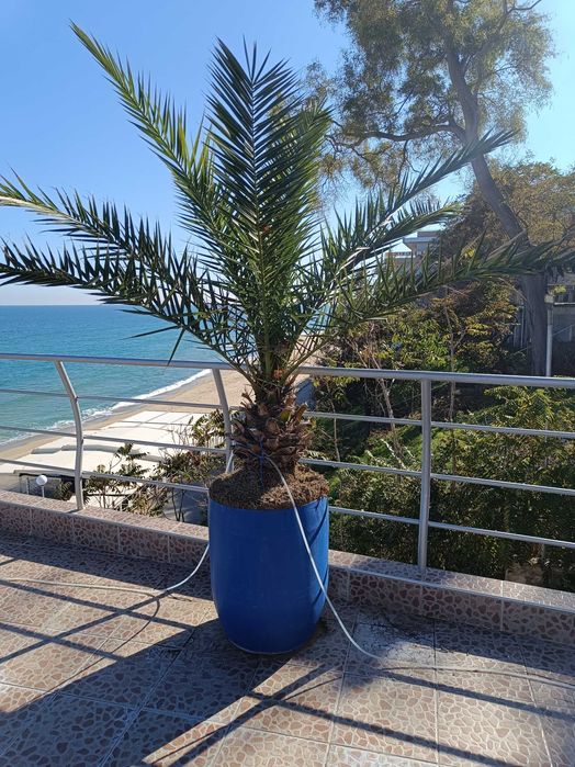 10 броя финикови палми