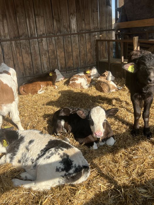 10 vitei disponibili