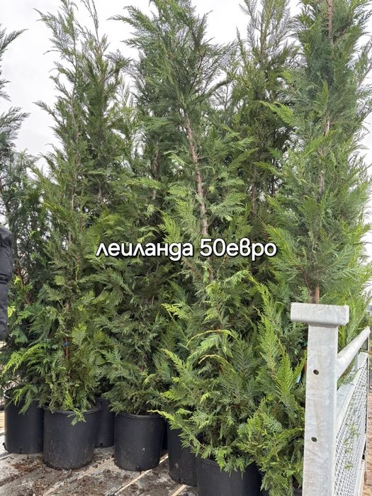 Разсадник Доганово разполага с разнообразен и видове растения.заповяда